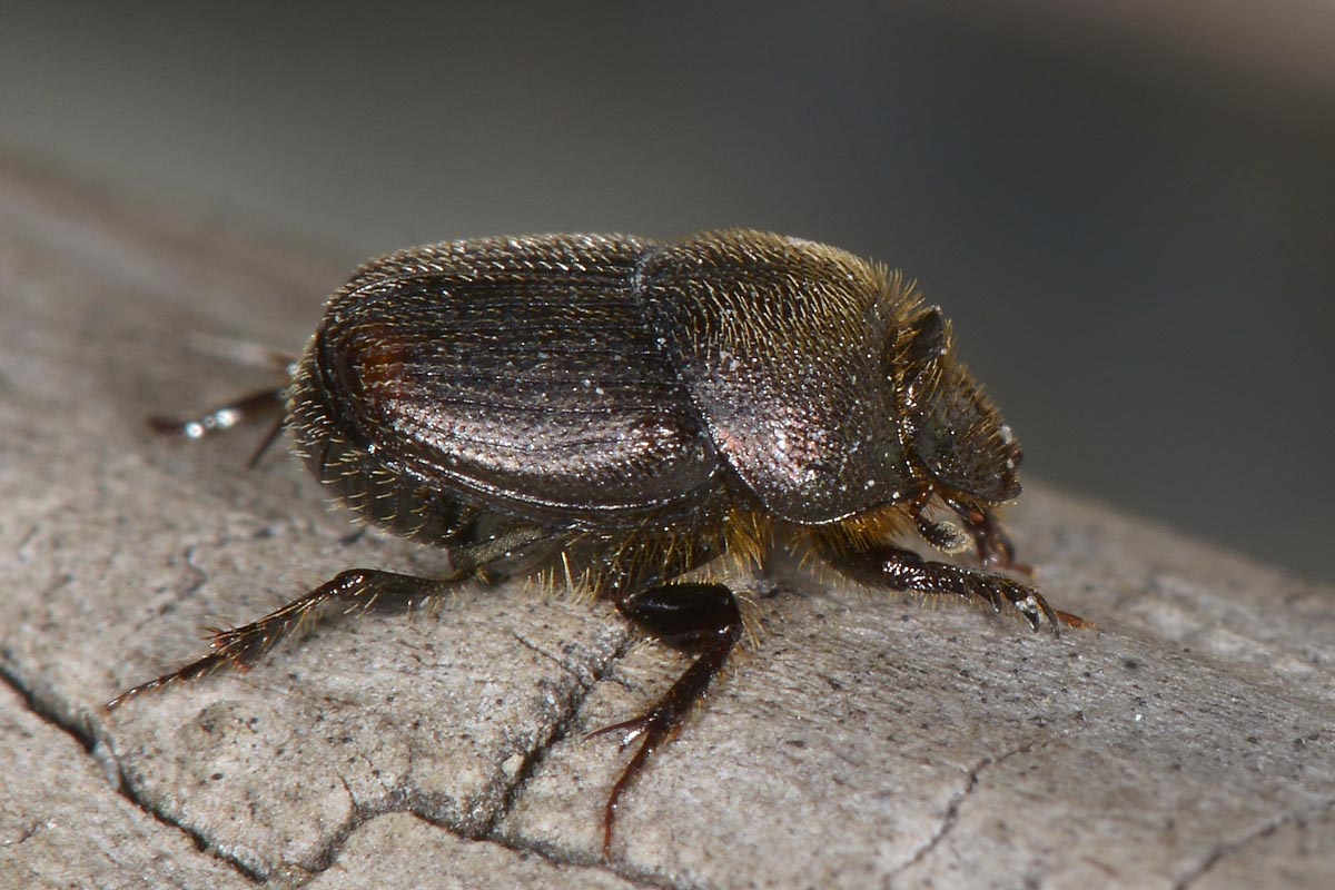 Onthophagus (Furconthophagus) furcatus, Scarabaeidae